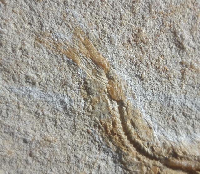 Leptolepides sprattiformis (BLAINVILLE 1818) - Bild © FossNet FossilienStore